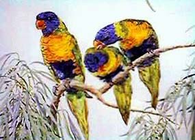 Australian Lorikeets