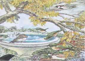 Bird Bath