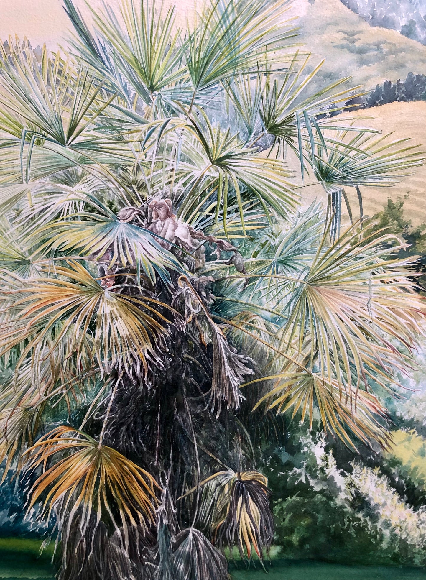 Cabbage Tree