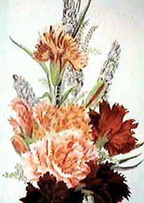 Carnations