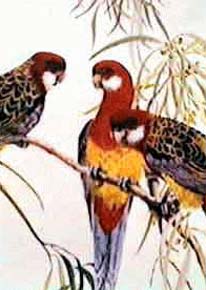 Chatting Birds