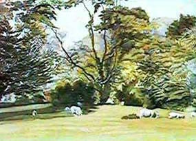 Home Paddock