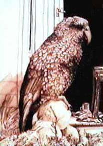 Kea