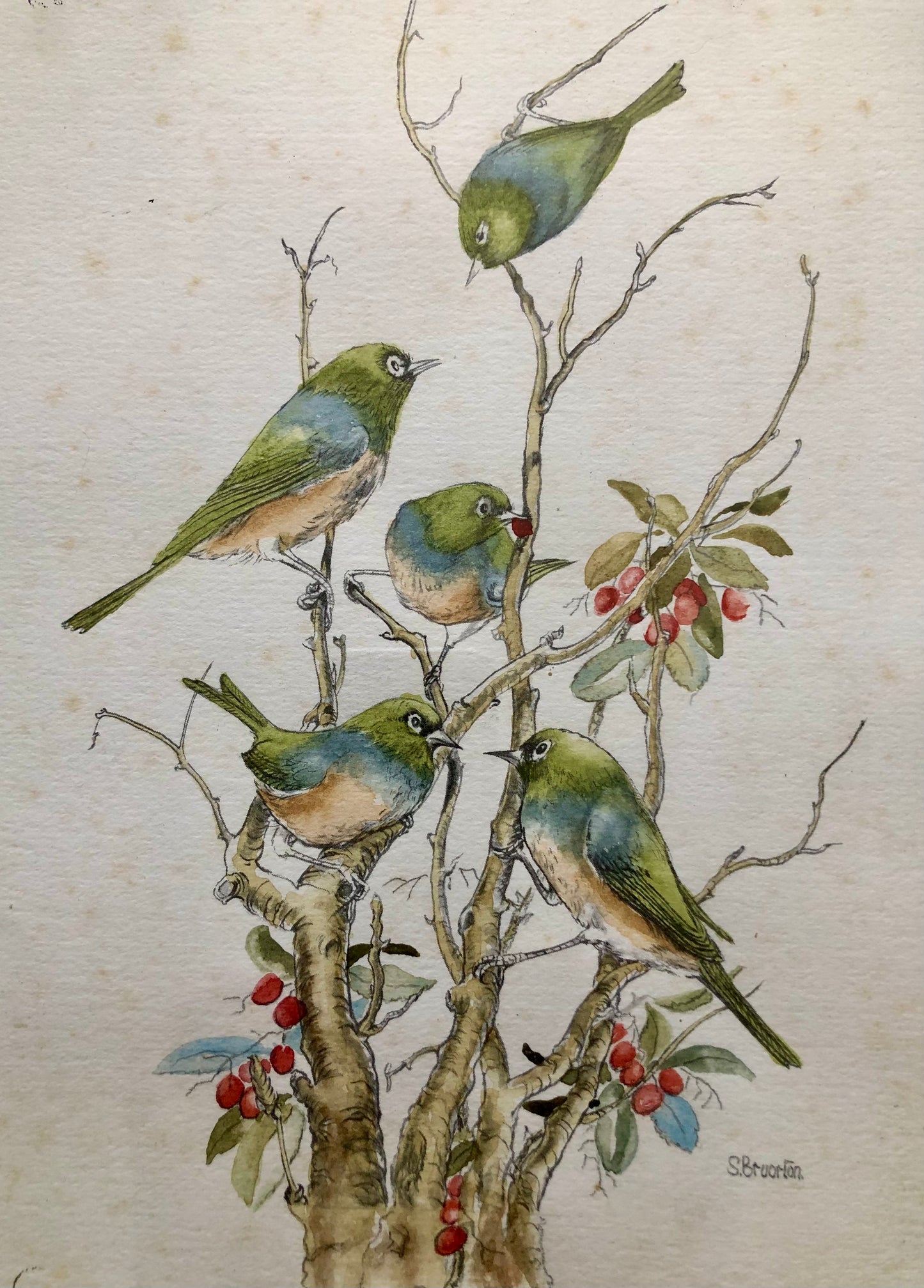 Silvereyes