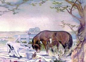 Pastoral Paradise
